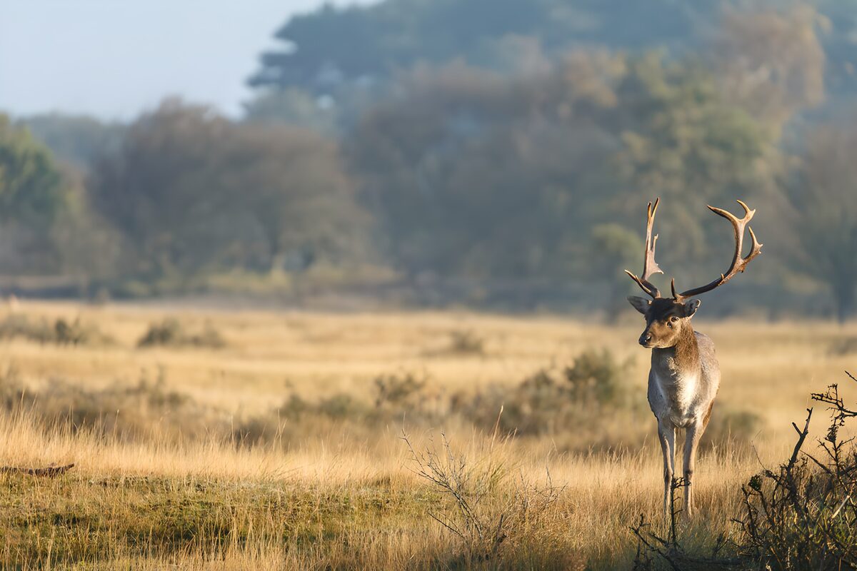Damhirsch auf sonniger Wiese