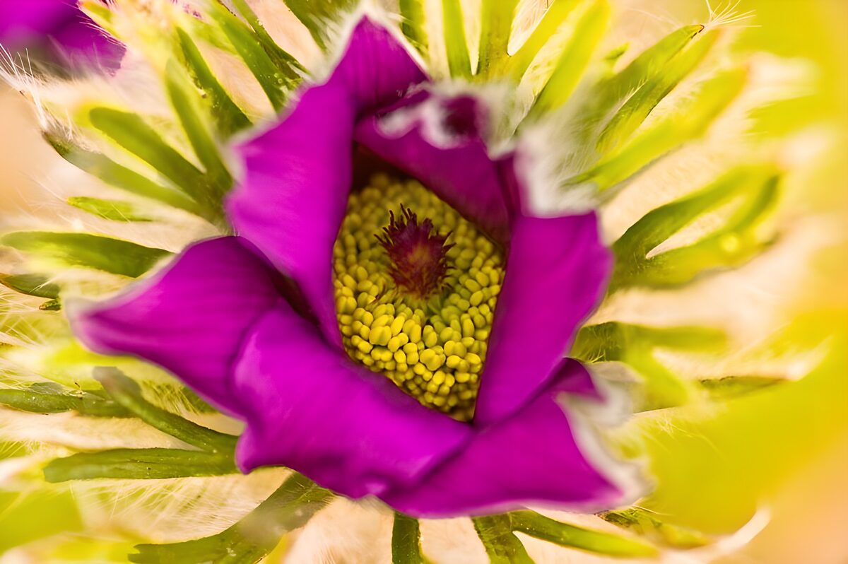 Lila Blüte mit sonnengelber Mitte