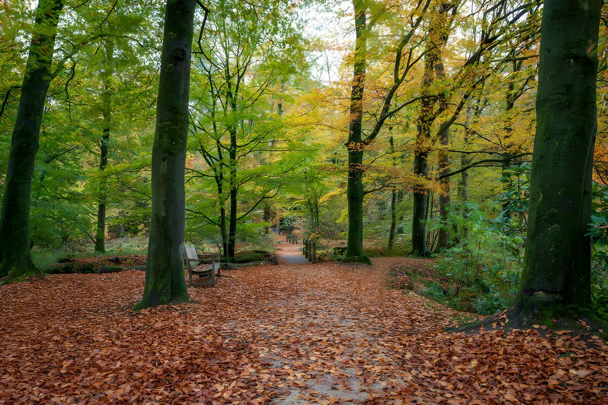 Laubbedeckter Weg im Herbstwald