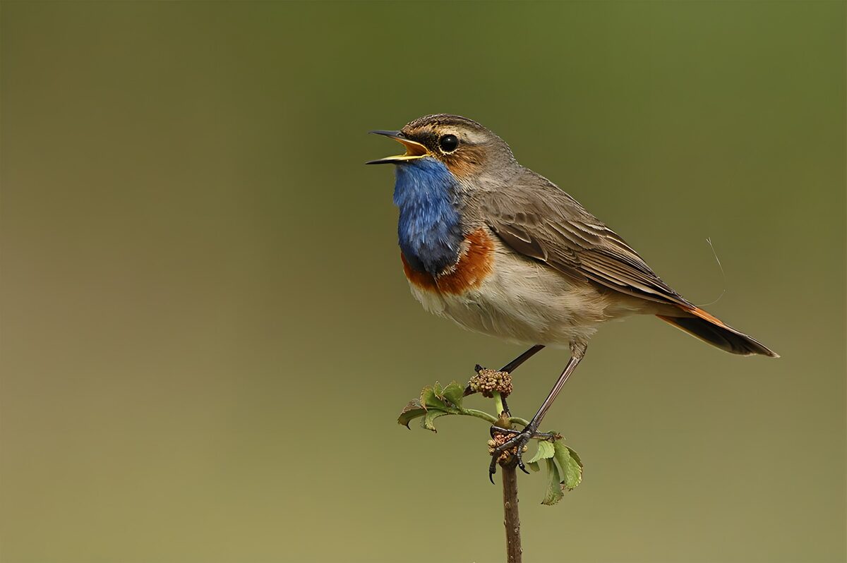 Singendes Blaukehlchen auf zartem Halm
