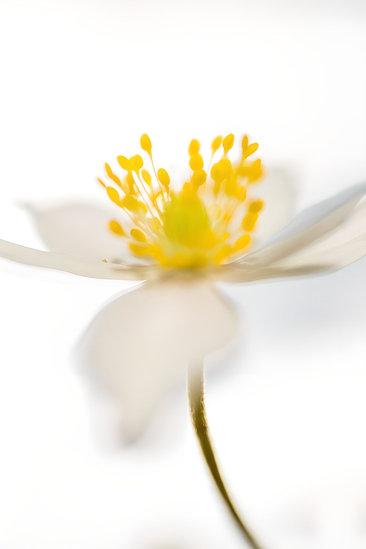 Weiße Blüte in sanftem Licht