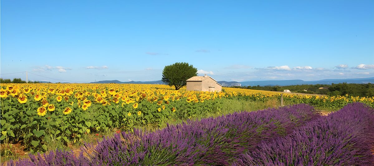 Sonnenblumen über einem Meer aus Lavendel
