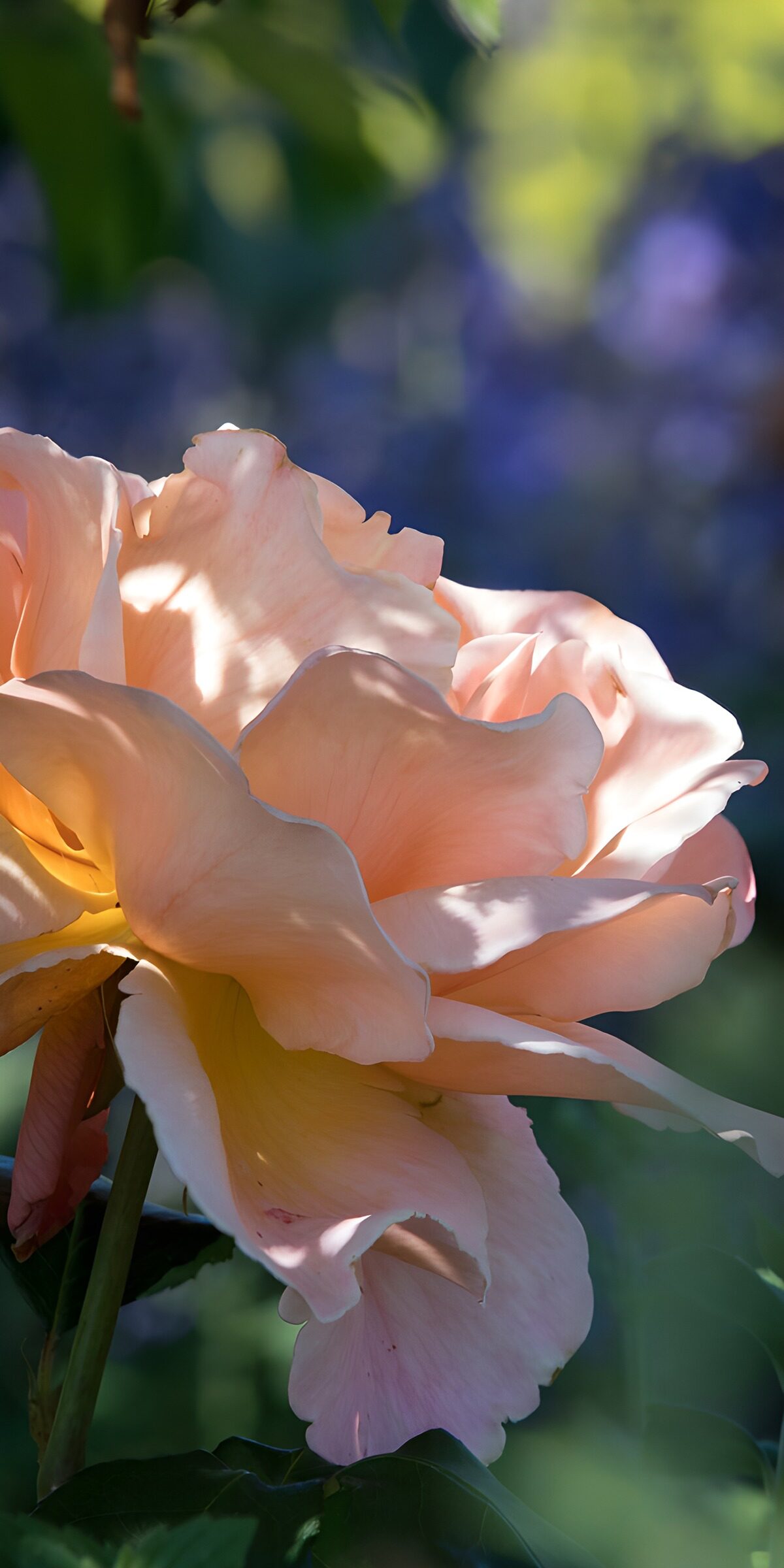Pfirsichrosa Rose im Sonnenlicht