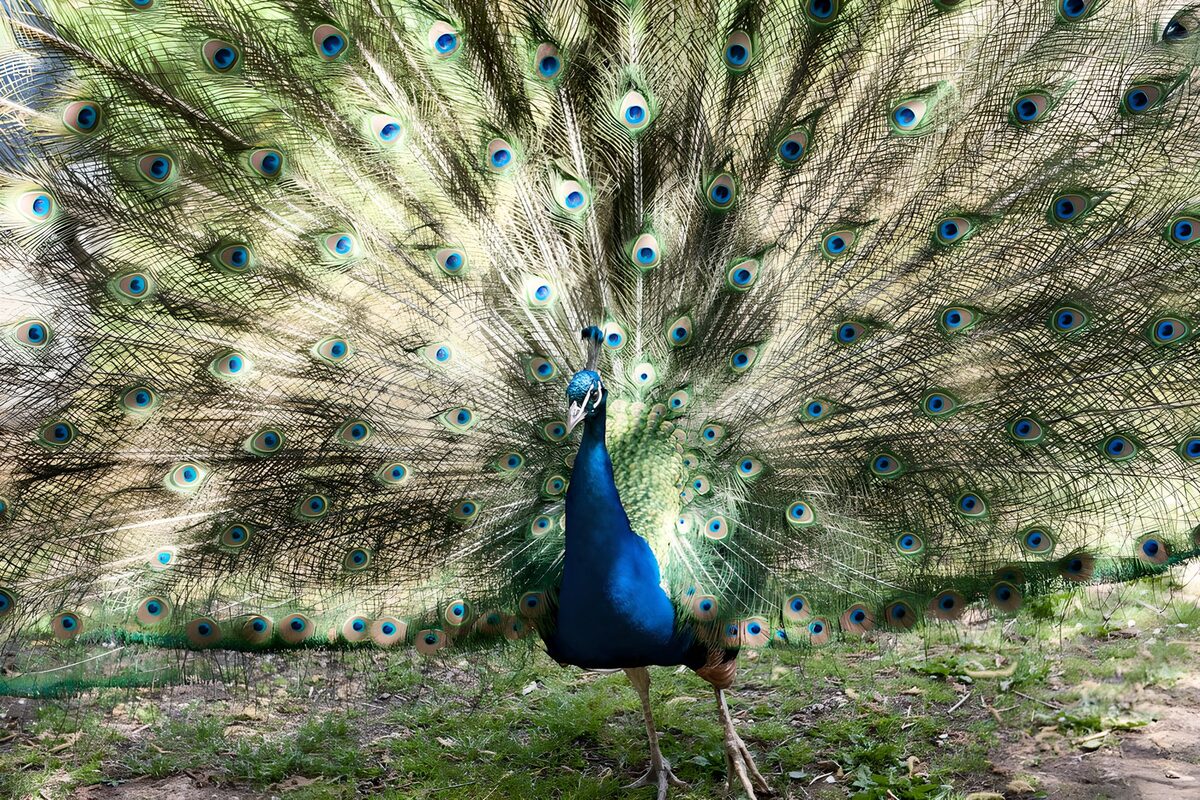 Blauer Pfau mit weit geöffnetem Rad