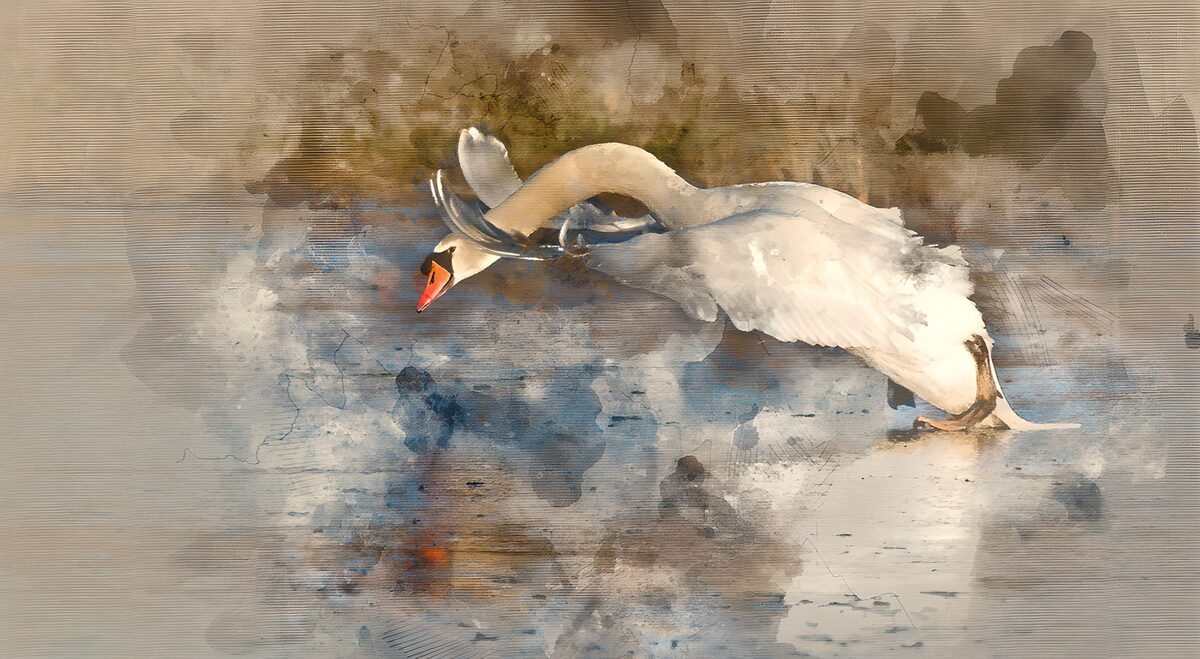 Weißer Schwan mit weit geöffneten Flügeln