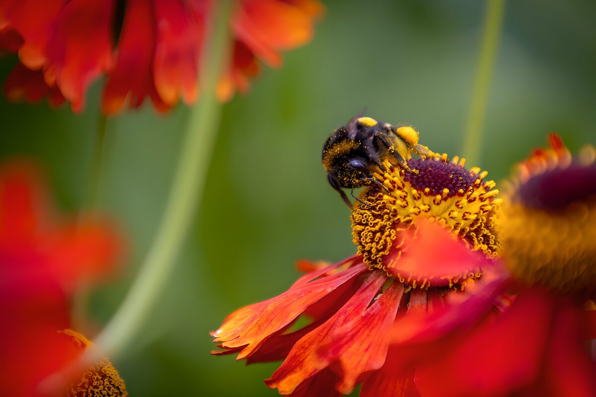 Hummel auf rotorangefarbener Blüte