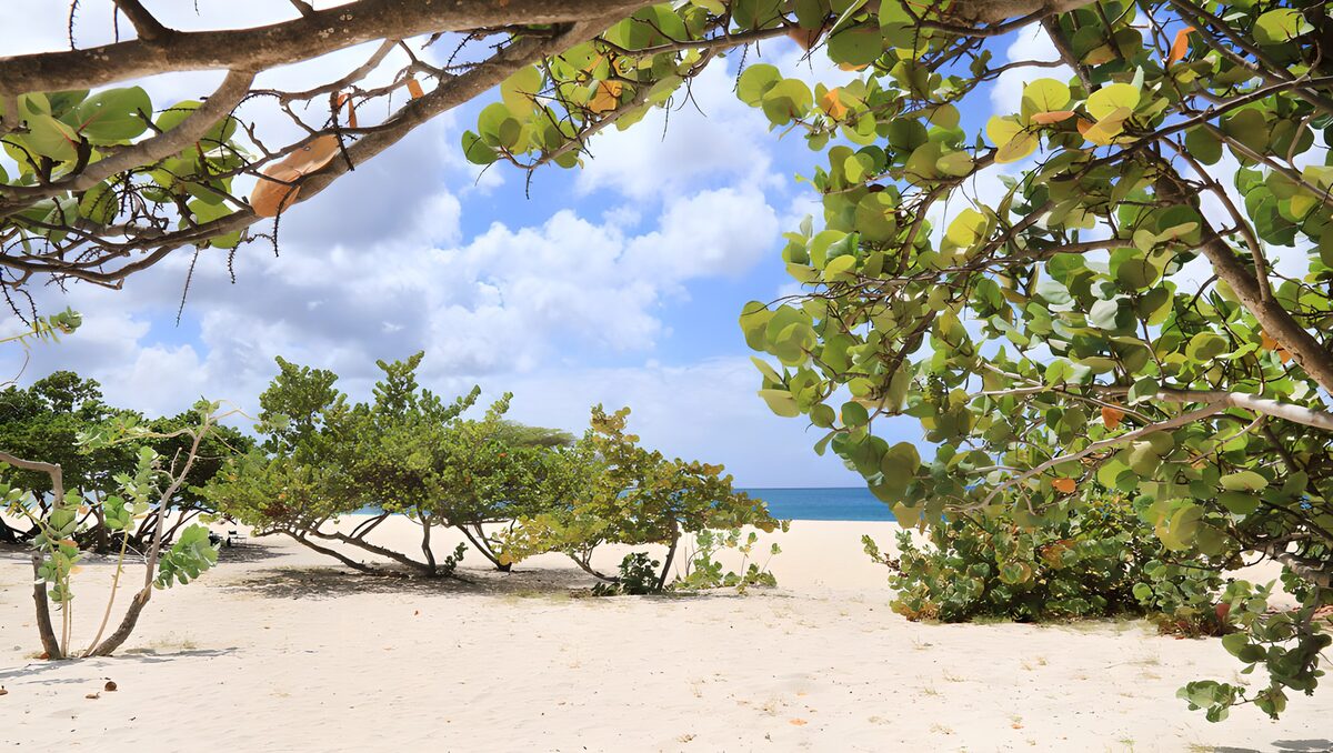 Sandstrand im Schatten grüner Bäume