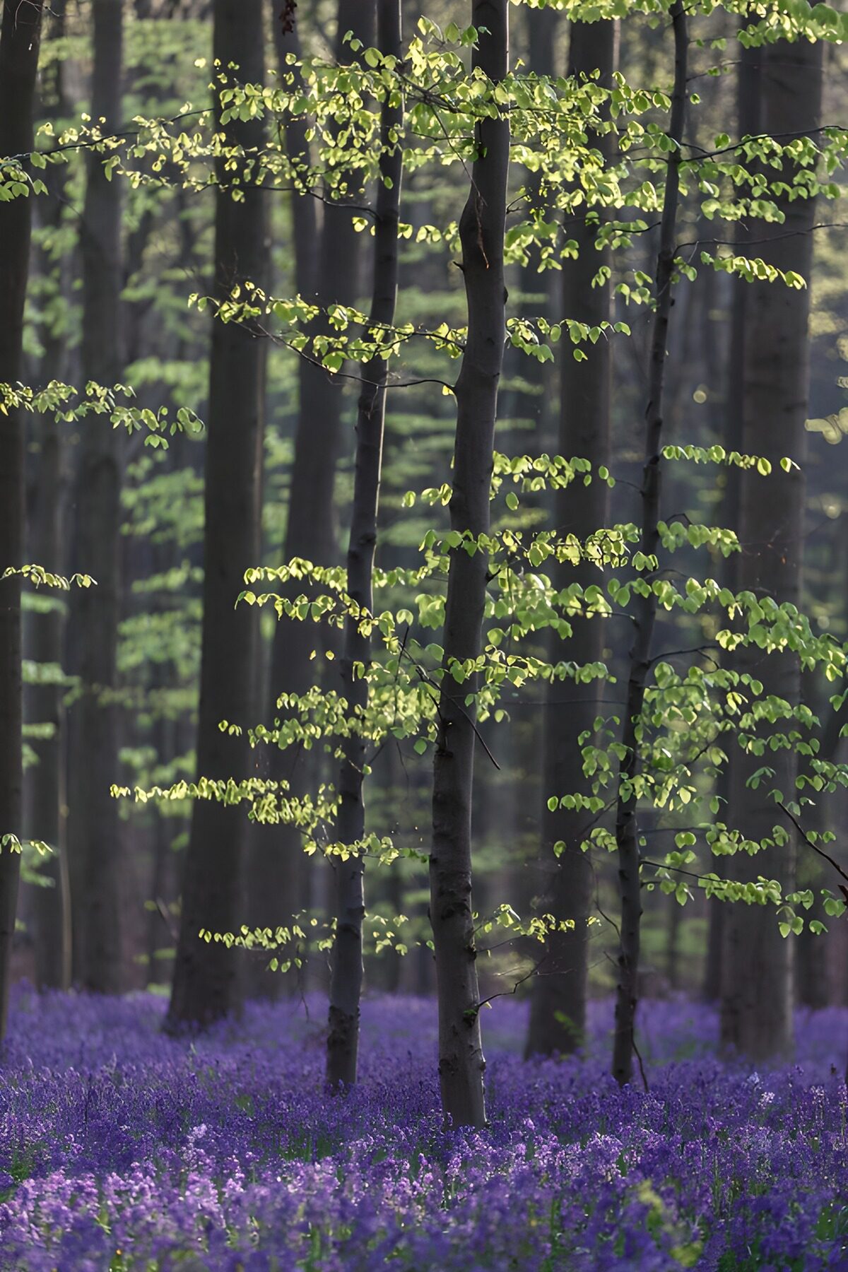 Frühlingswald mit violettem Blütenteppich