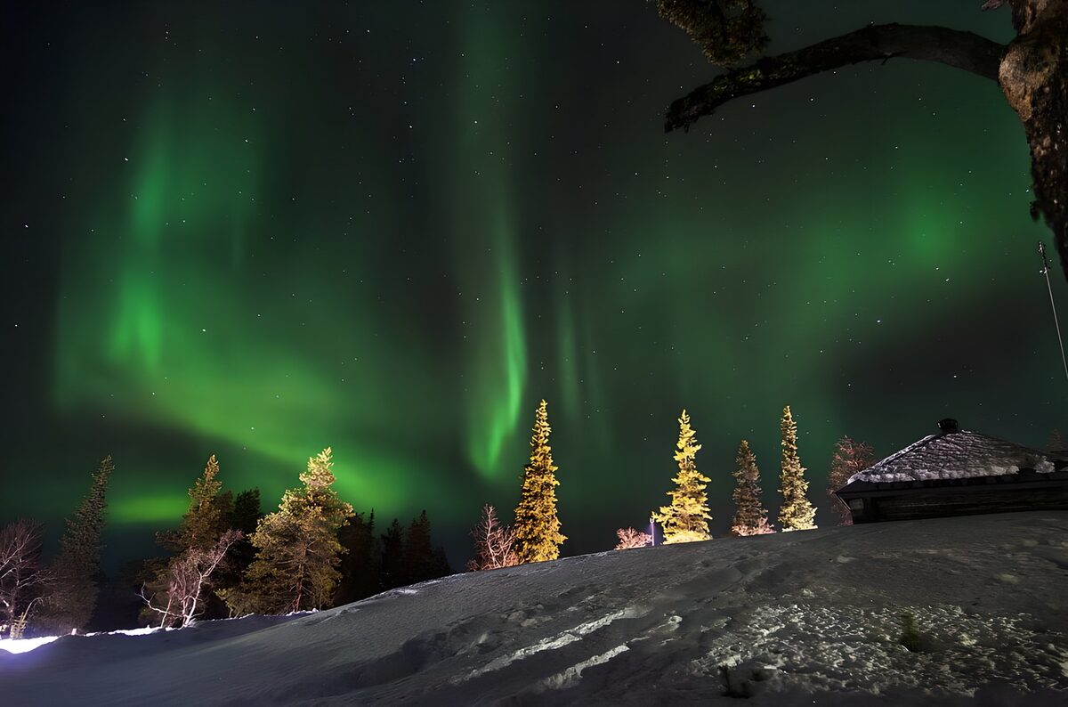 Grünes Polarlicht über dem Winterwald