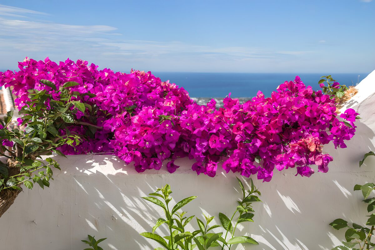 Bougainvillea an weißer Mauer mit Meerblick