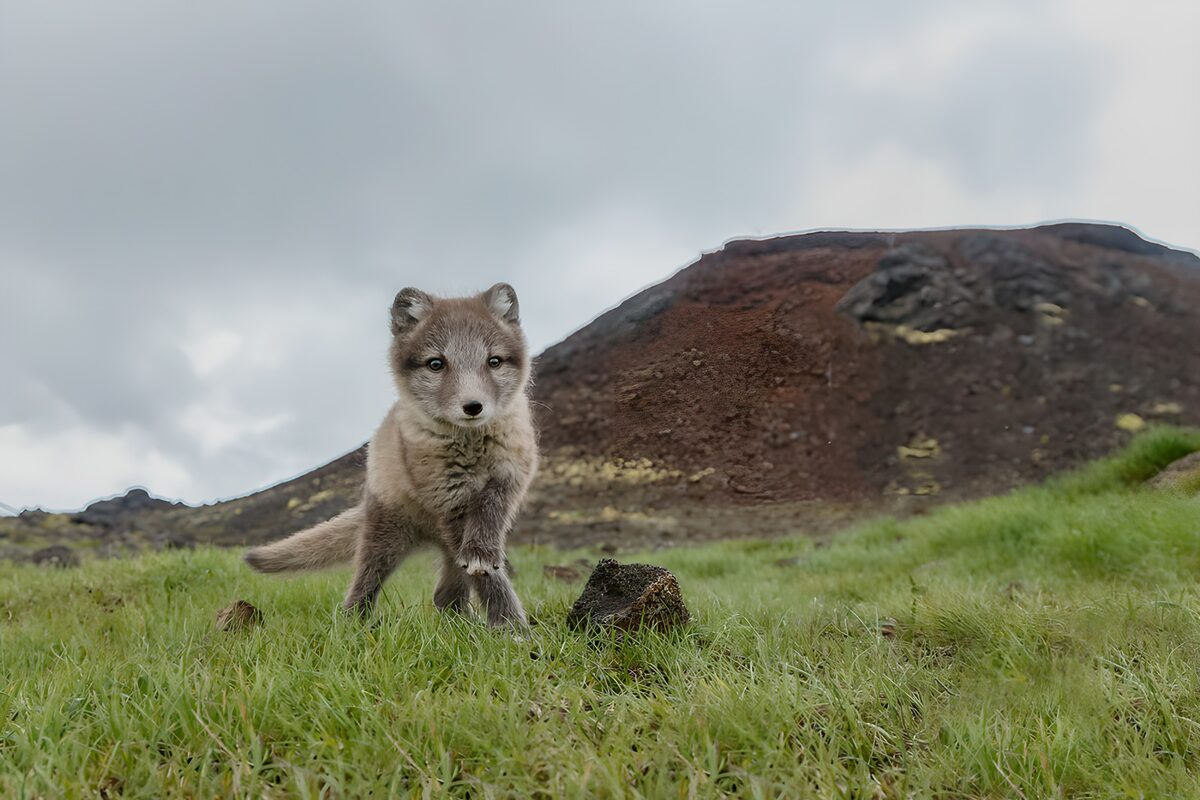 Junger Fuchs im Gras mit wachem Blick
