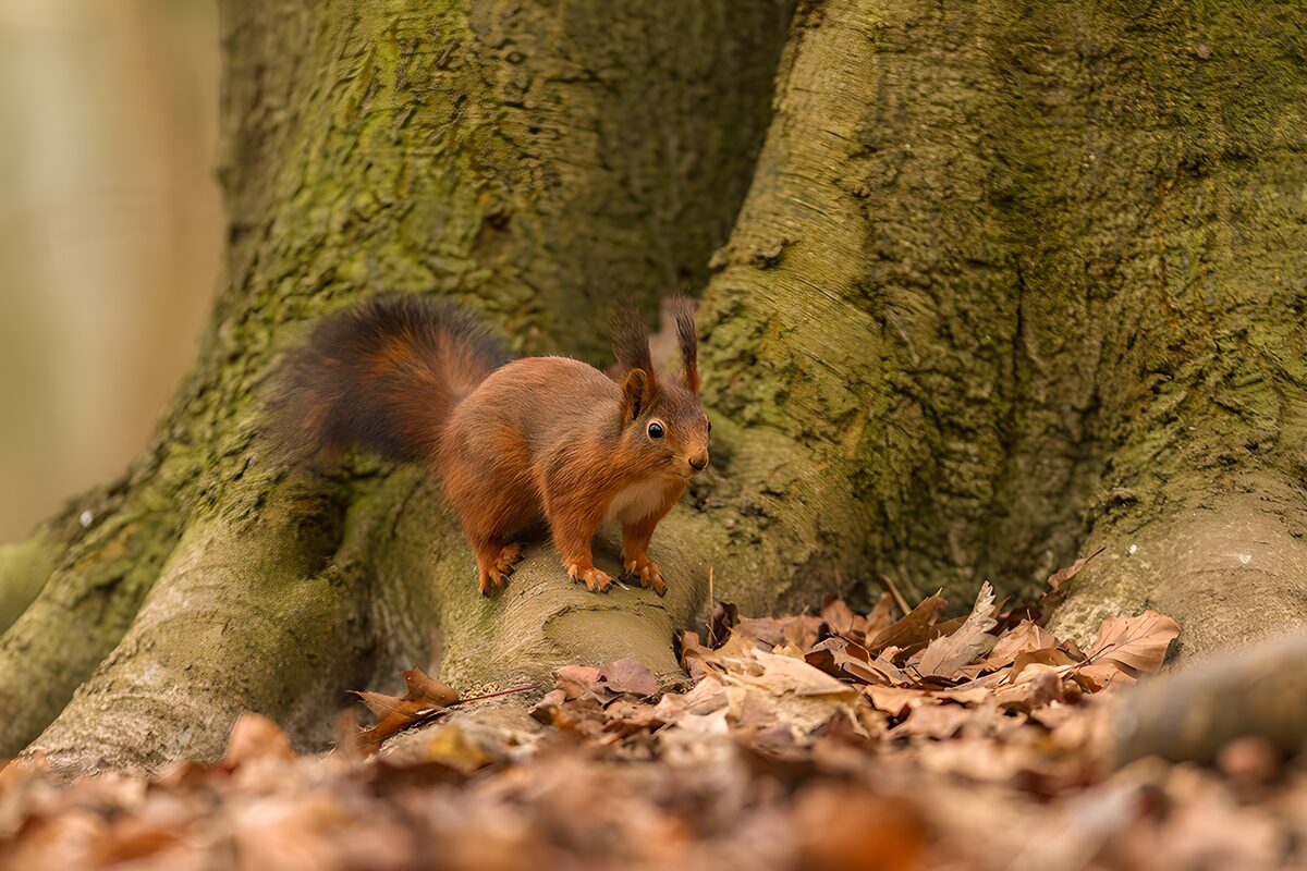 Eichhörnchen auf der Wurzel im Herbst