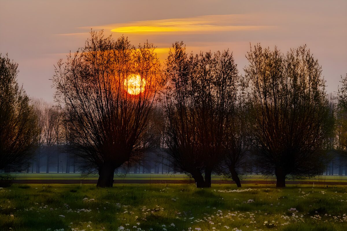 Kopfbäume vor goldener Sonne