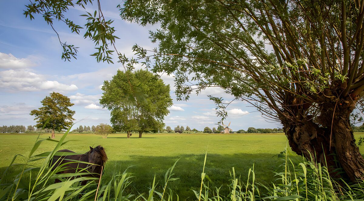 Pony und Weide vor sonniger Wiese