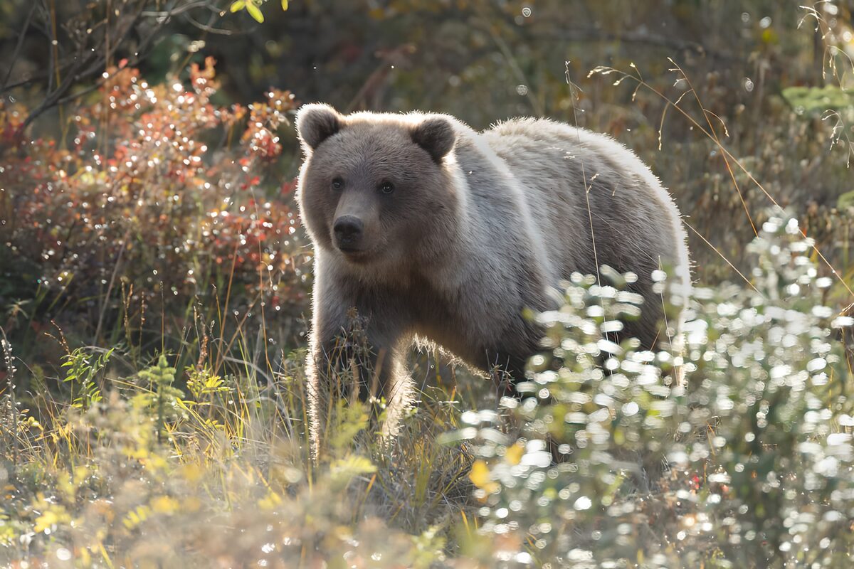 Braunbär im herbstlichen Gegenlicht