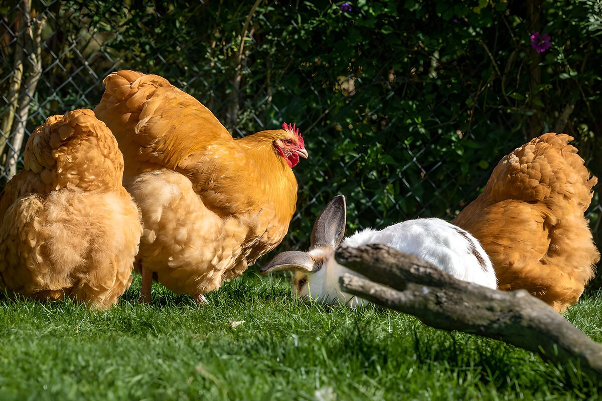 Drei Hühner und ein Kaninchen im Gras