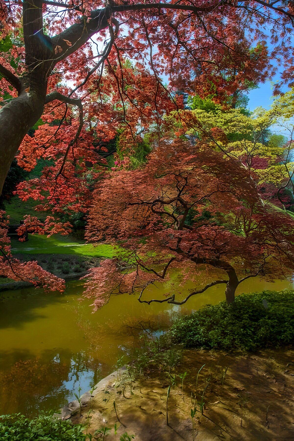 Roter Ahorn am stillen Gartenteich