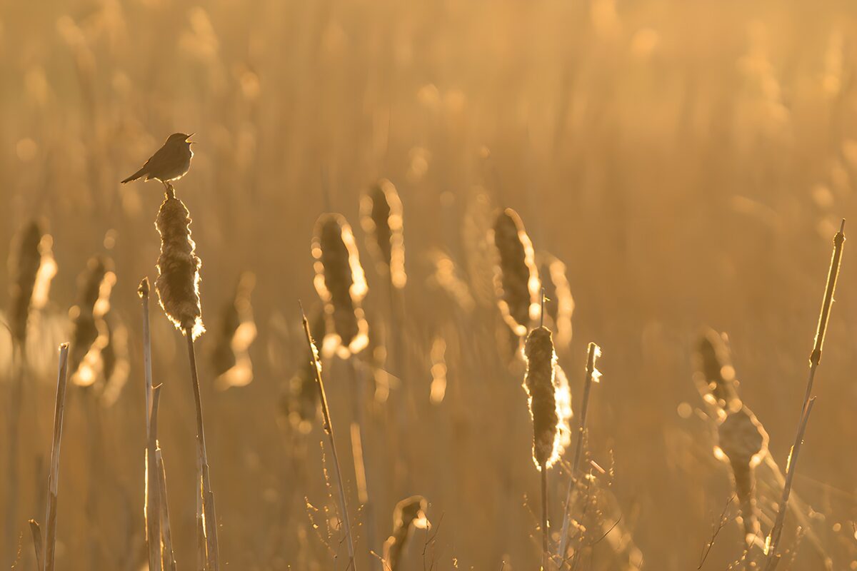 Vogel auf Rohrkolben im goldenen Gegenlicht