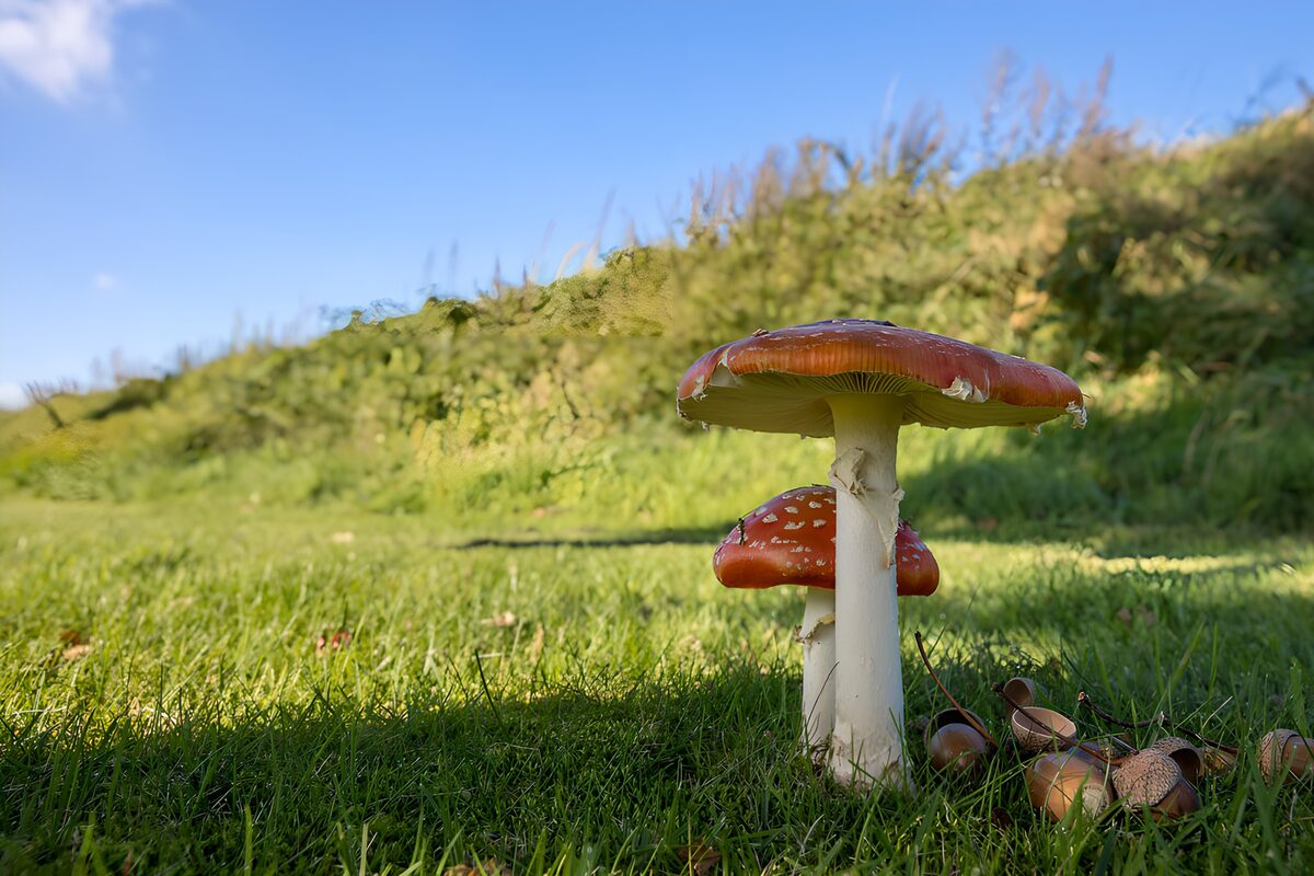 Zwei Fliegenpilze in Licht und Schatten