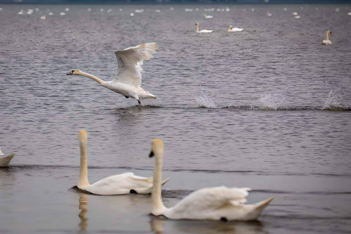 Schwan im Flügelschlag auf grauem Wasser