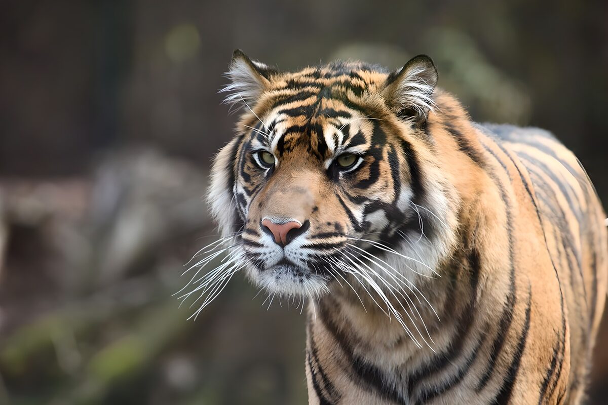 Tigerporträt in Orange, Schwarz und Weiß