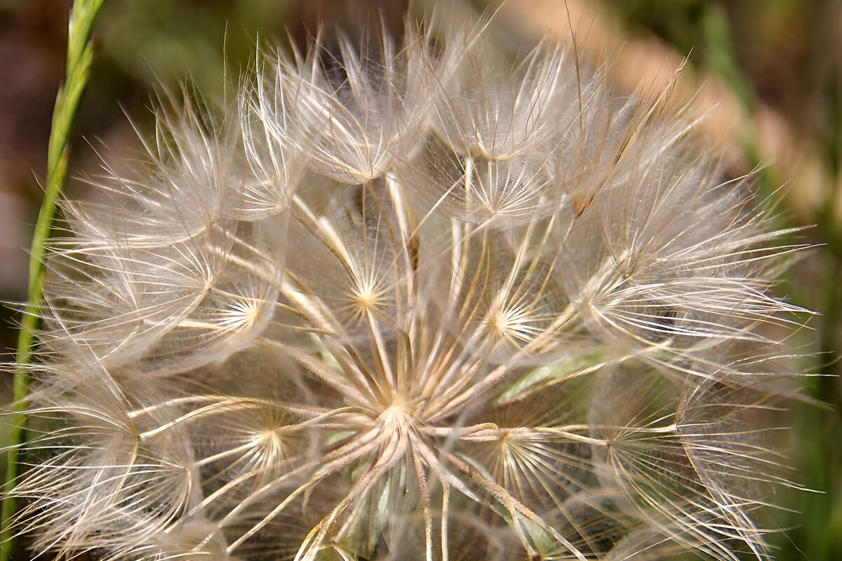 Pusteblume im warmen Licht