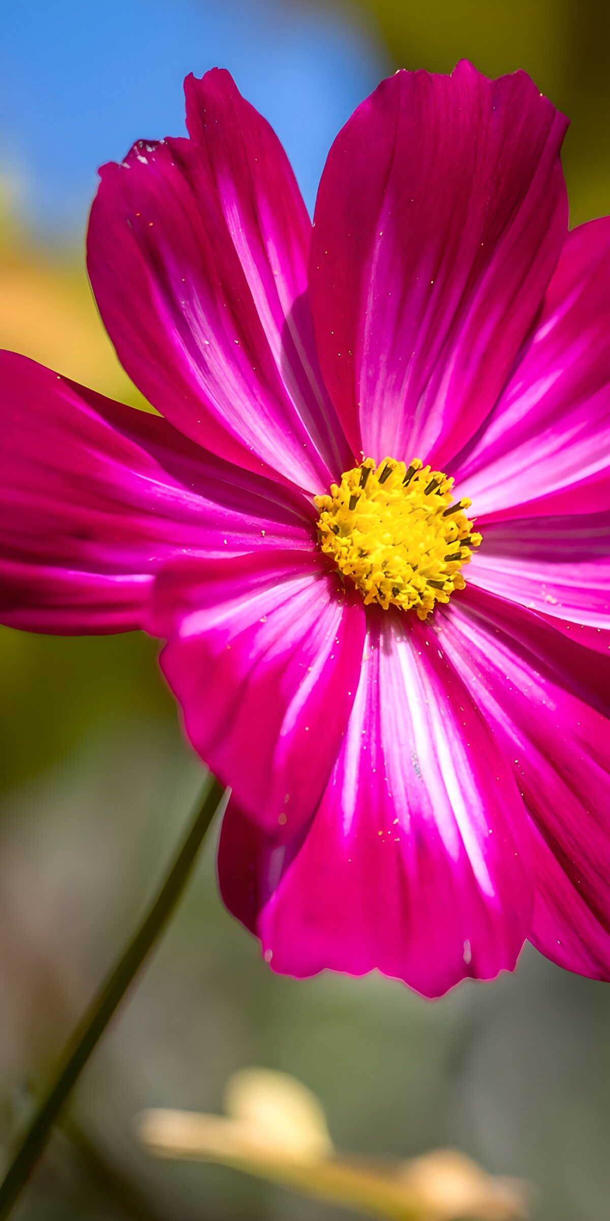 Kosmee in Magenta und Weiß