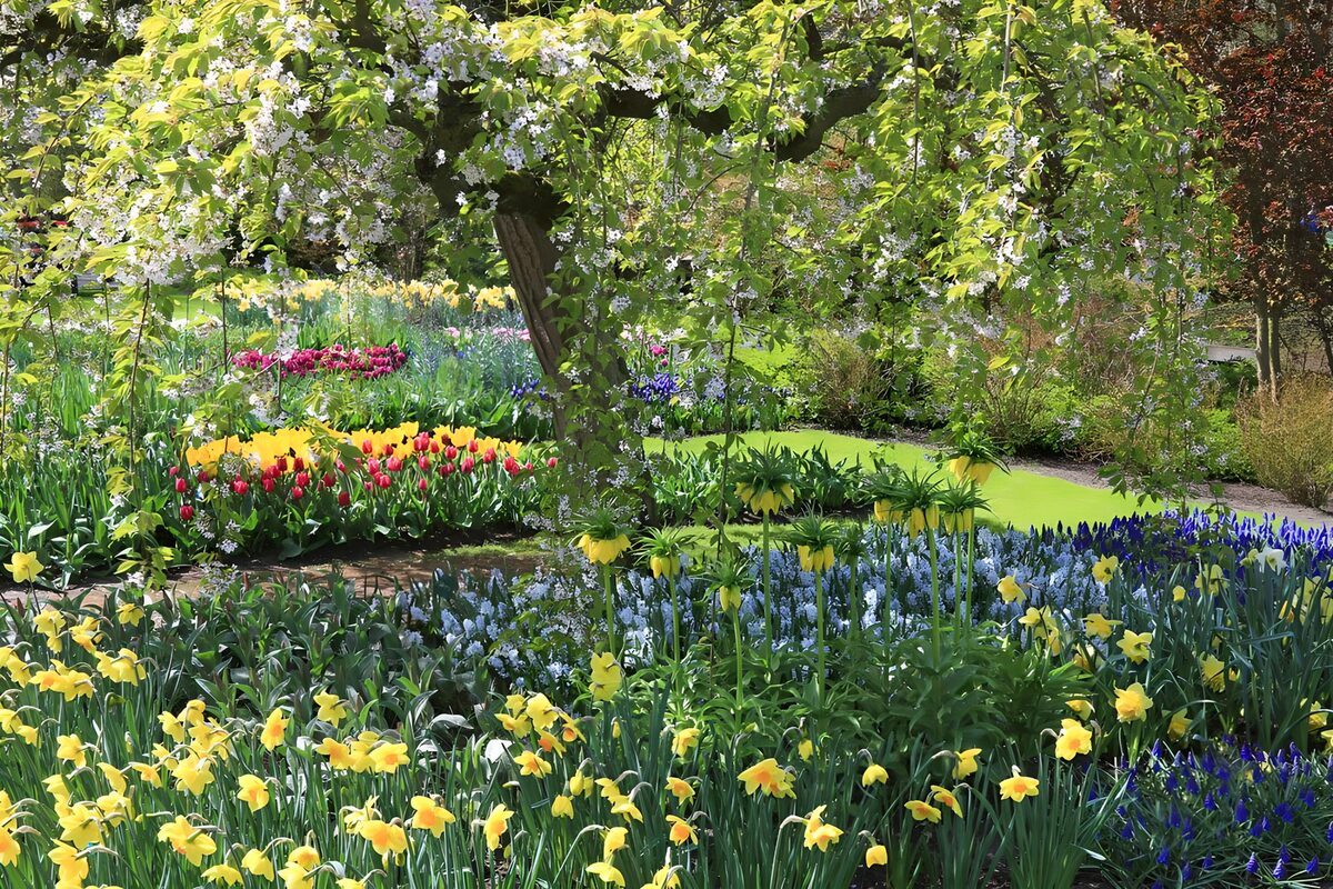Frühlingsgarten mit Narzissen und Tulpen