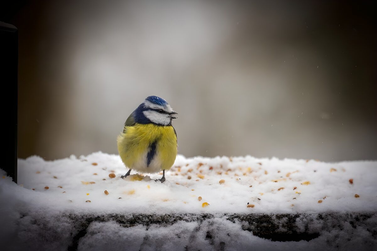 Blaumeise am verschneiten Futterplatz