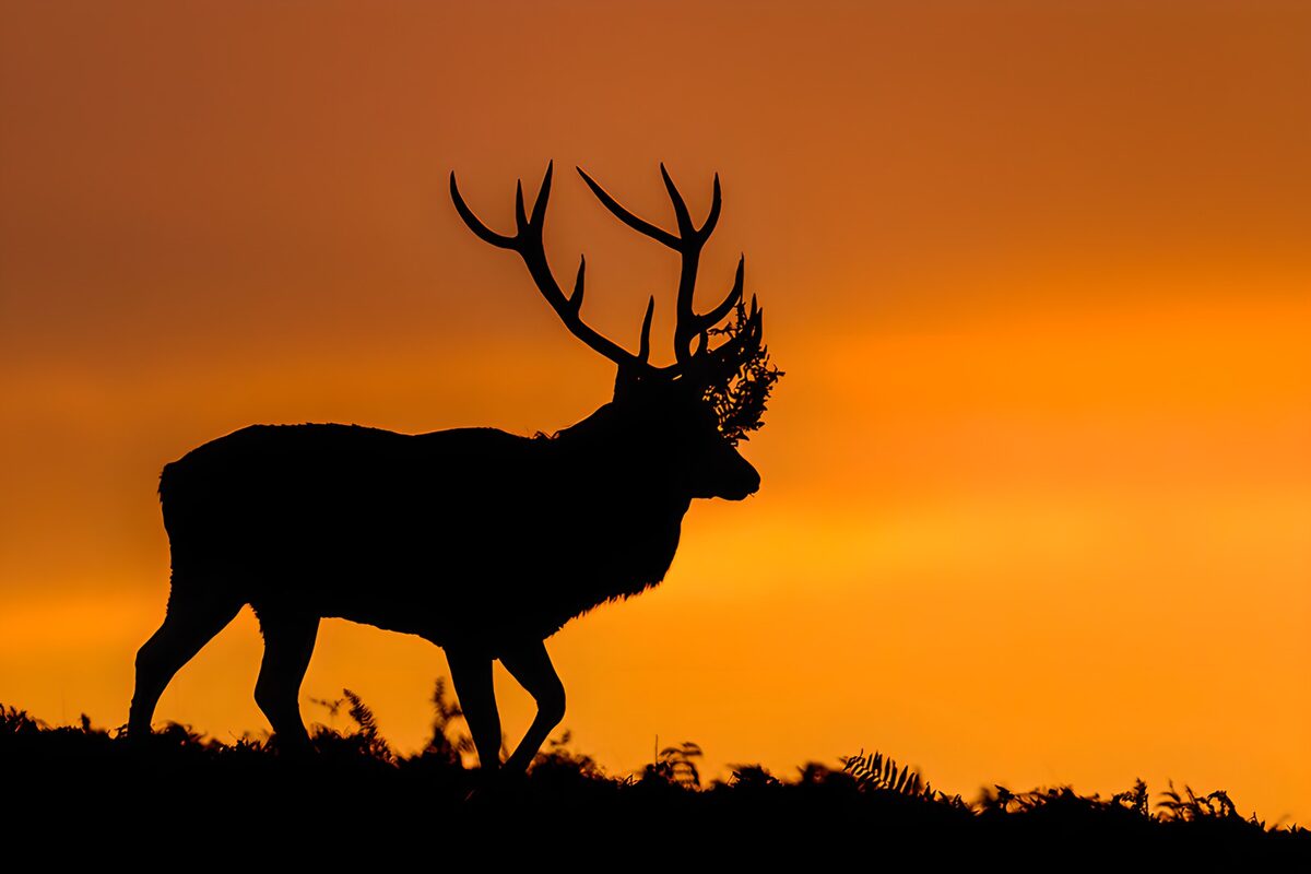 Hirschsilhouette im orangefarbenen Abendlicht