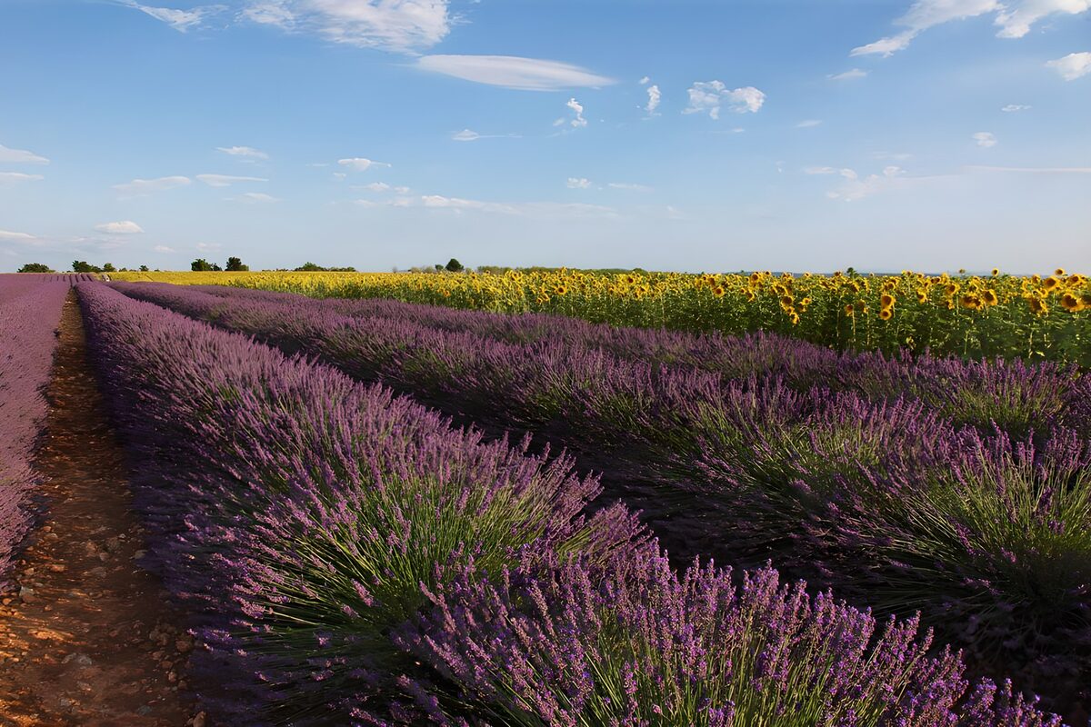 Lavendel und Sonnenblumen im Sonnenschein