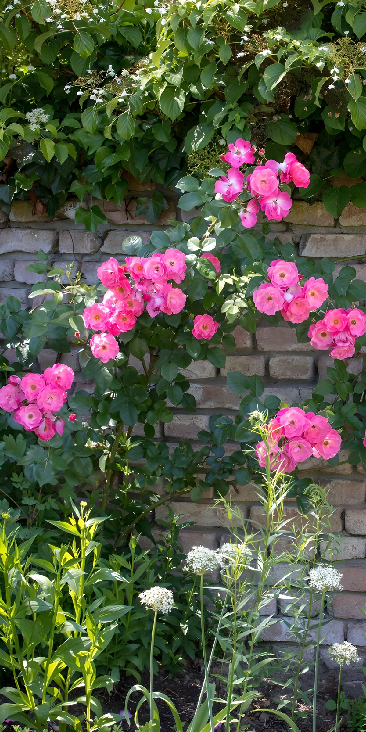 Pinke Rosen an der sonnigen Gartenmauer