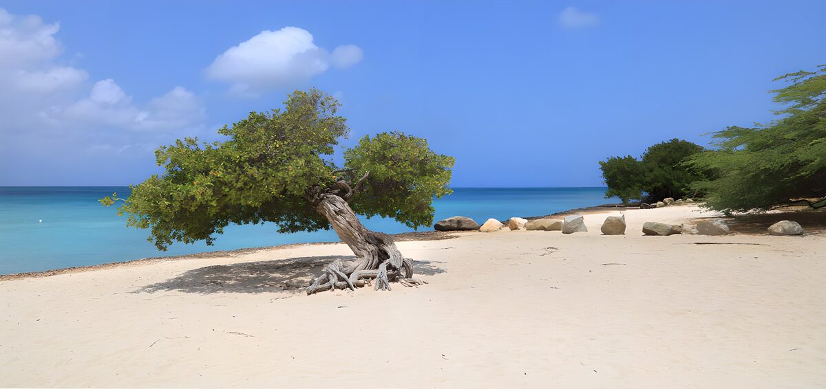 Schiefer Baum am türkisblauen Meer