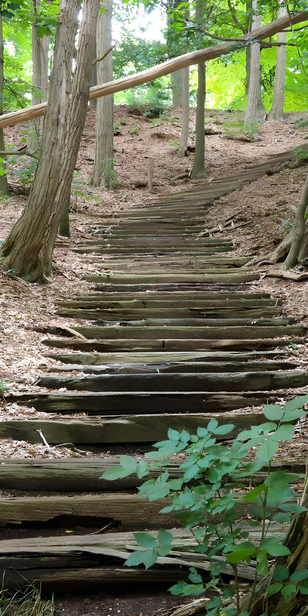 Alte Holztreppe am grünen Waldhang
