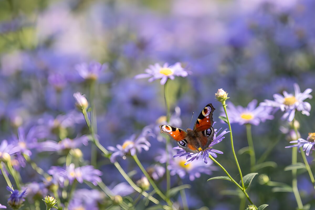 Tagpfauenauge auf sonniger lila Blüte