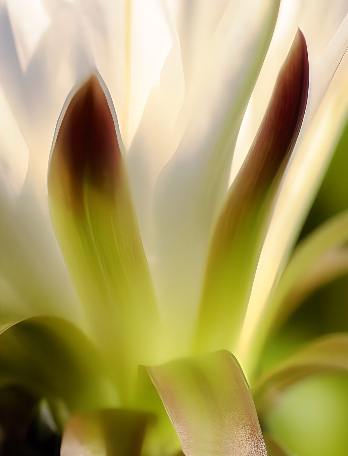 Weiße Blüte mit grünbraunen Spitzen