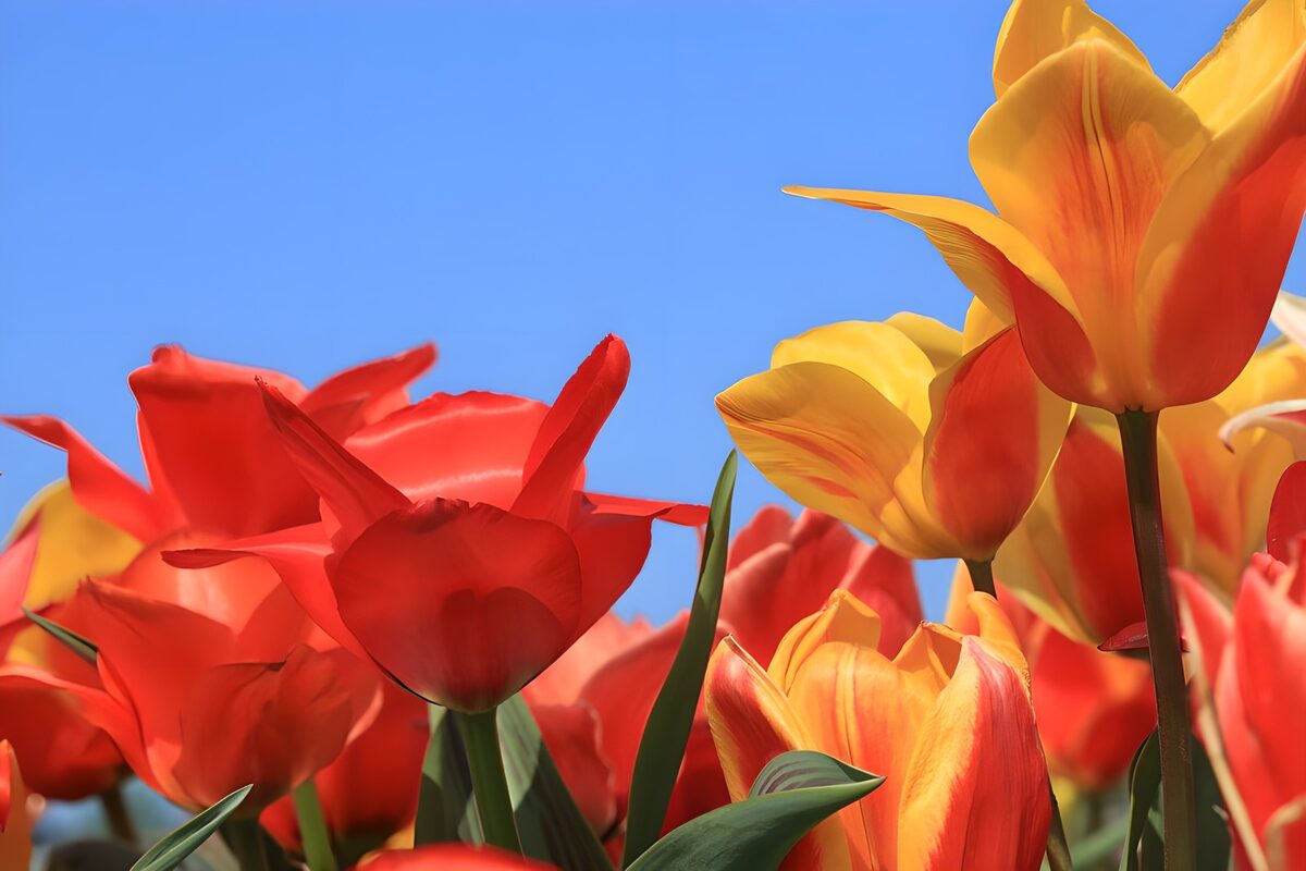 Rote und gelbe Tulpen im Sonnenlicht