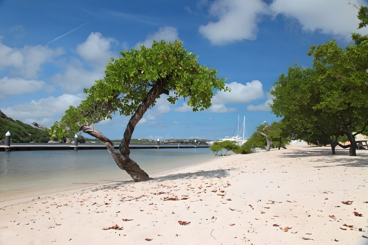 Krummer Strandbaum an der stillen Bucht