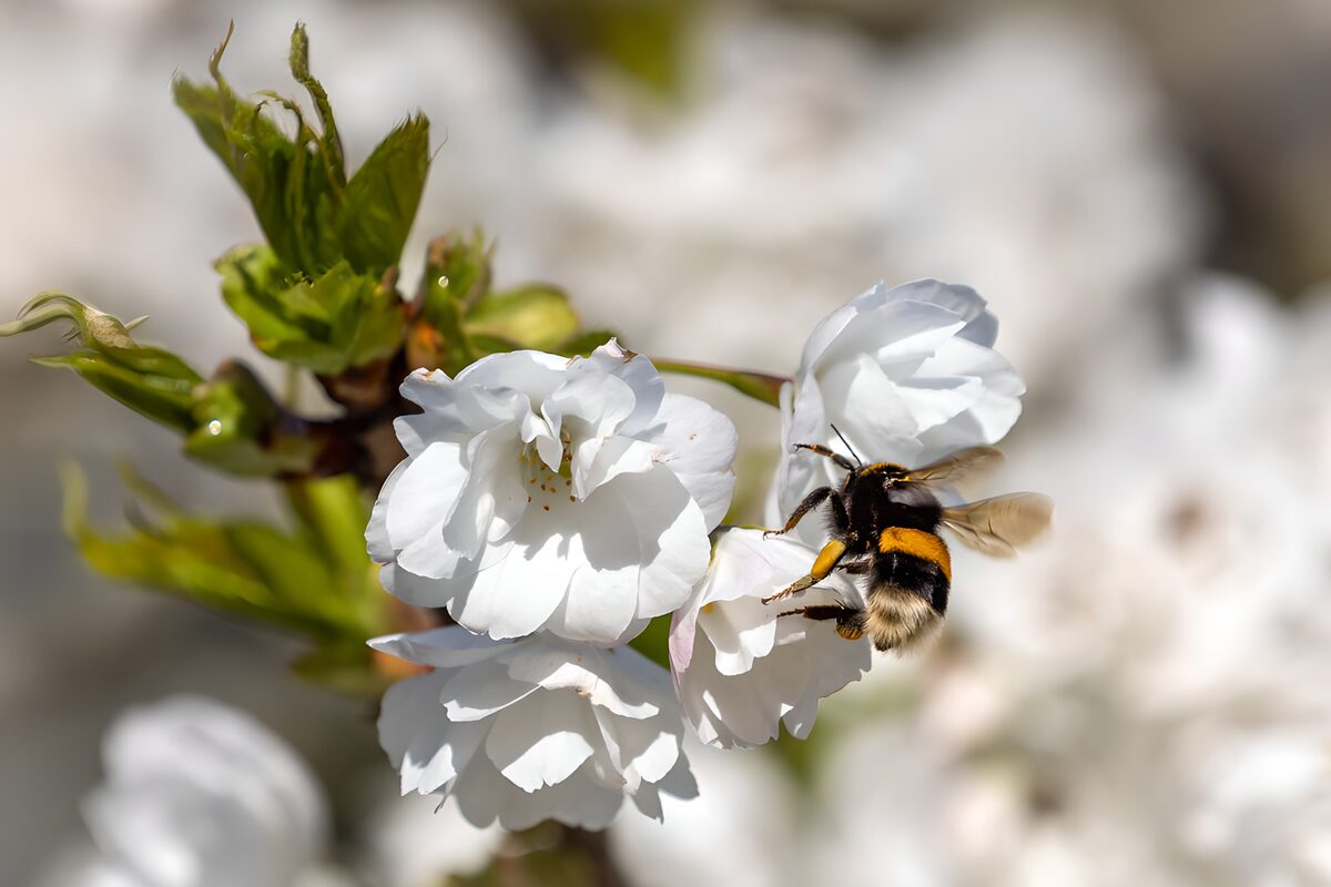 Hummel auf weißen Blüten im Sonnenlicht