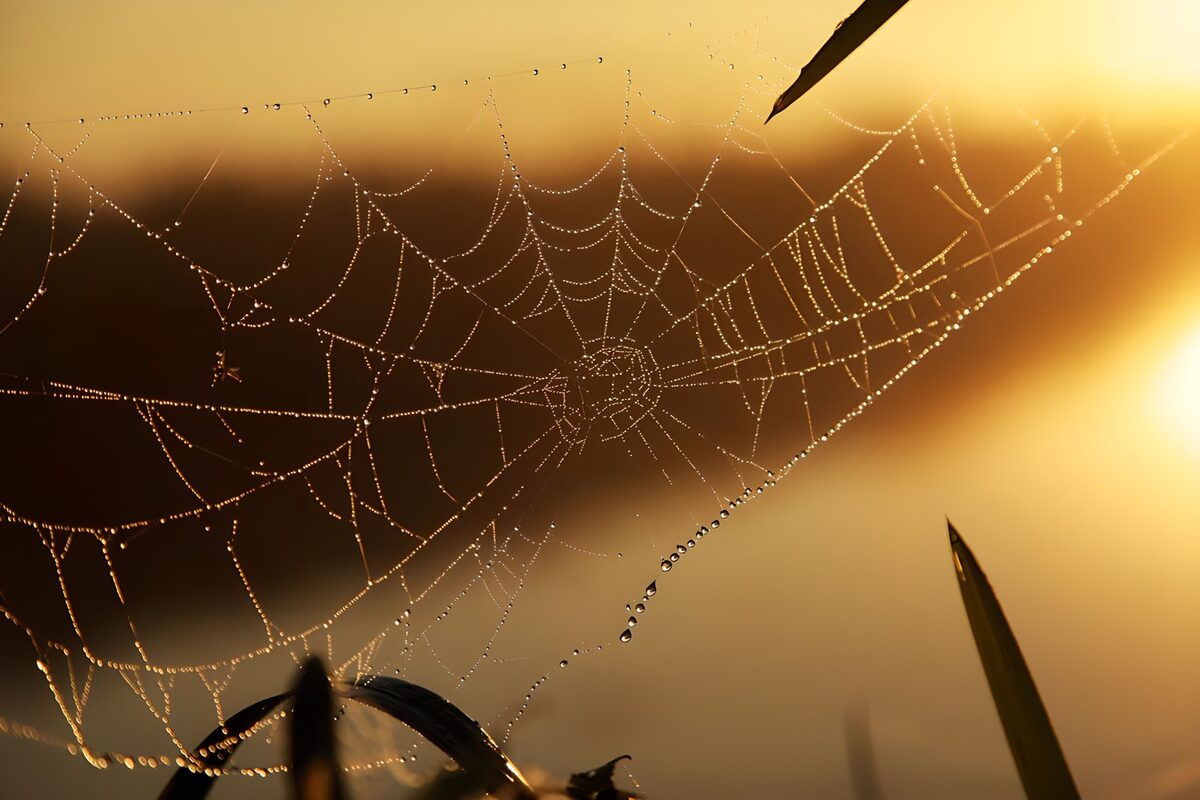 Spinnennetz mit Tropfen im goldenen Licht