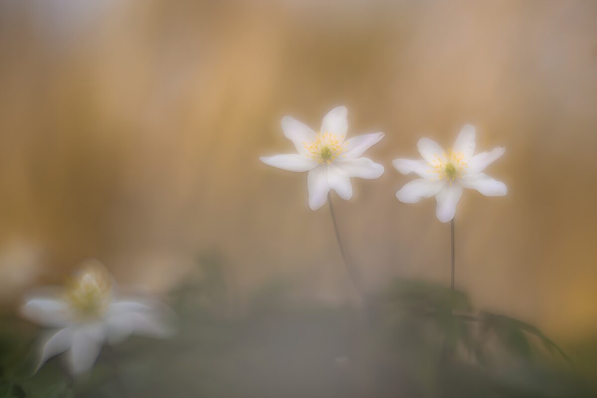 Weiße Anemonen in sanftem Licht