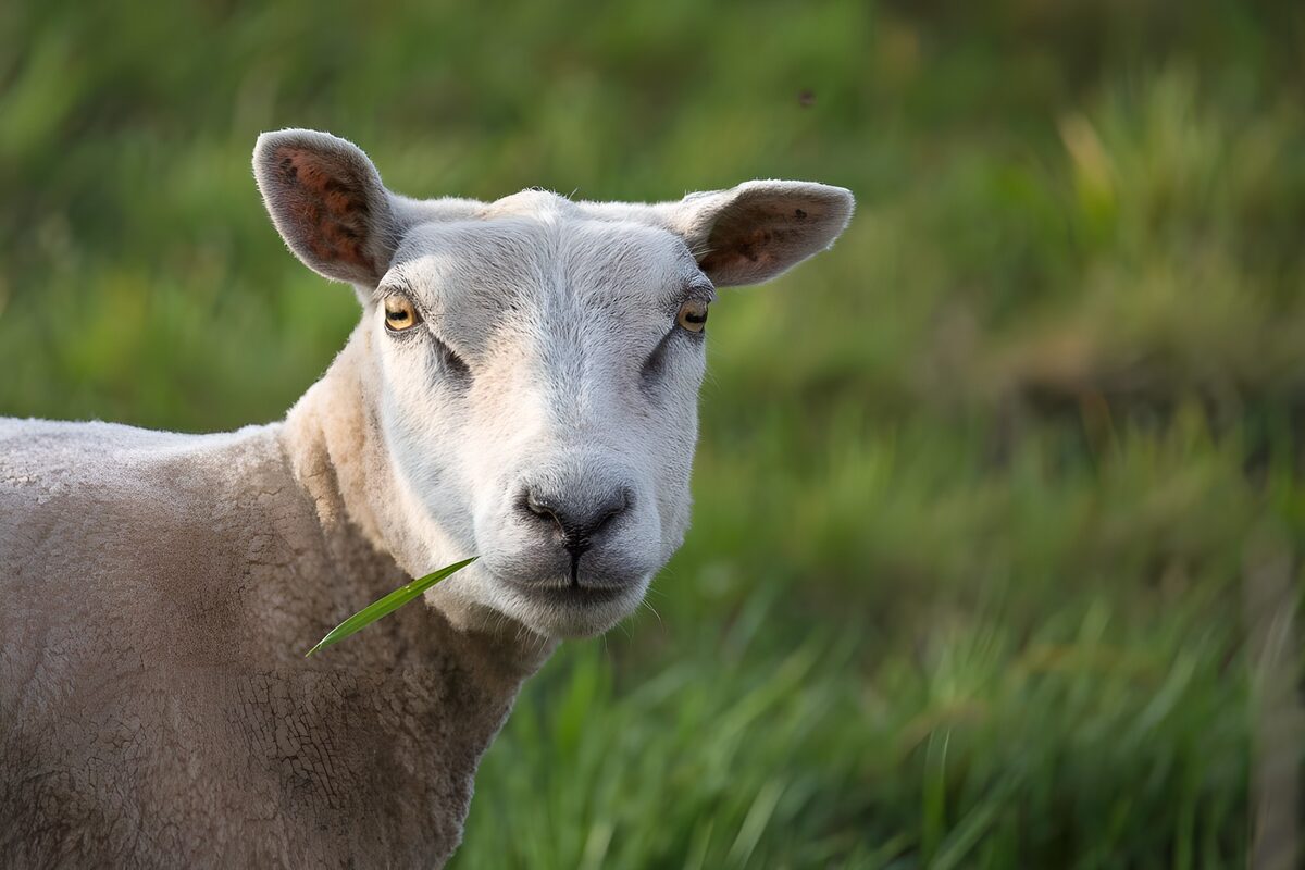 Schaf mit Grashalm und neugierigem Blick