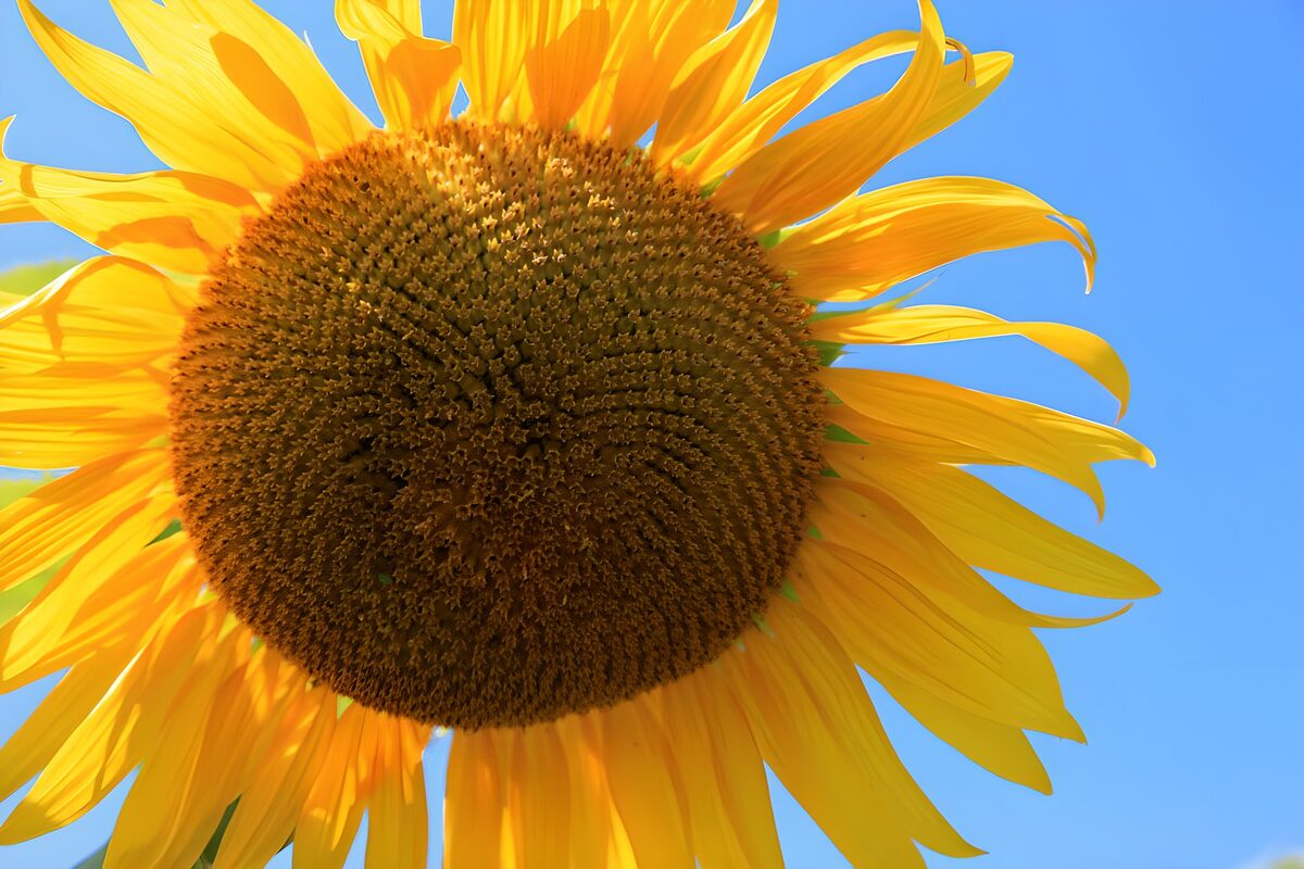 Sonnenblume zwischen Gold und Himmelblau