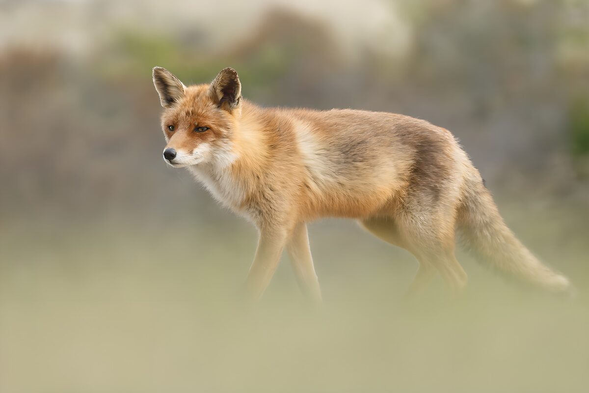 Rotfuchs im Profil mit wachem Blick