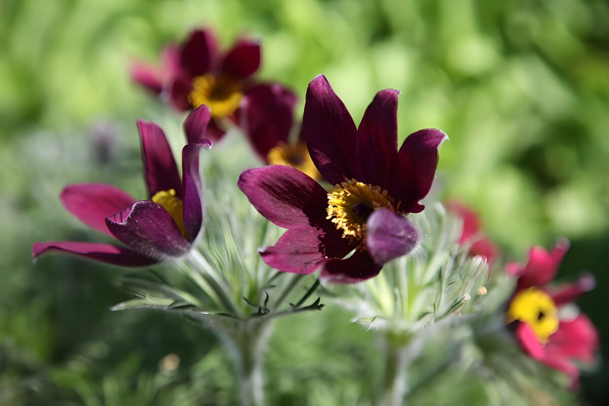 Violette Küchenschellen im Sonnenlicht