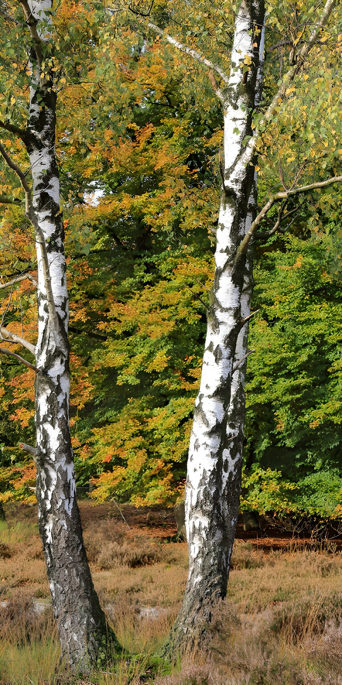 Zwei Birken vor buntem Herbstwald