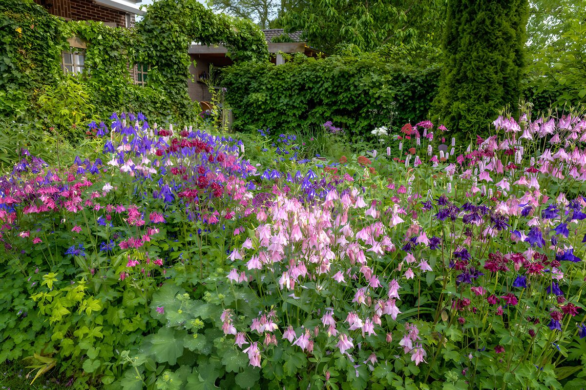 Rosa und violette Akeleien im Garten