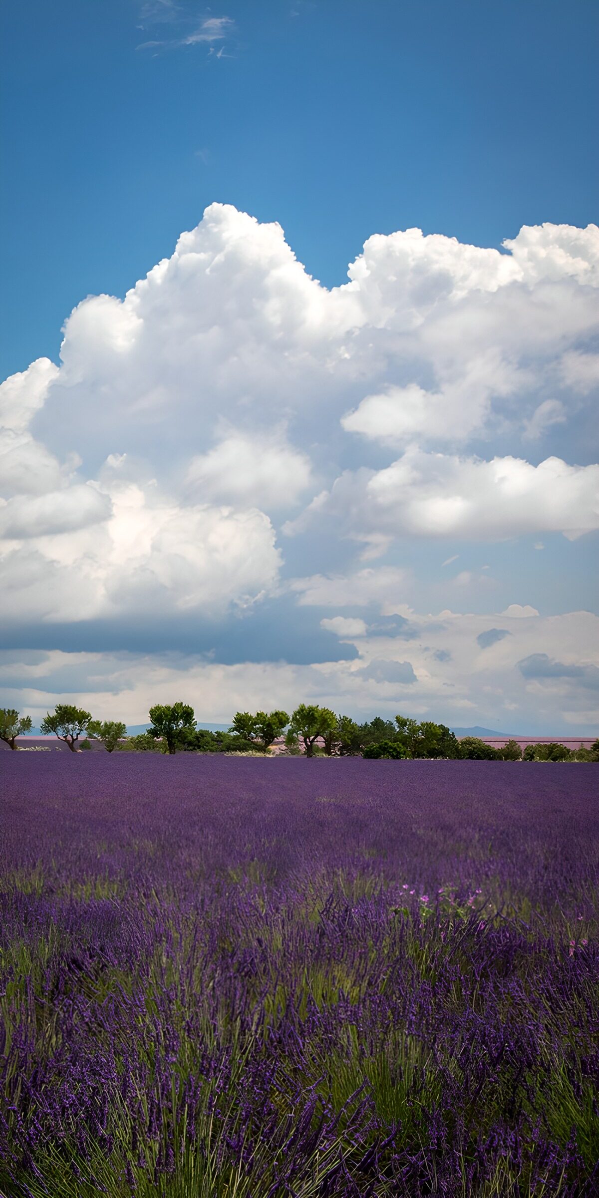 Lavendelmeer unter einem Himmel aus Wolken