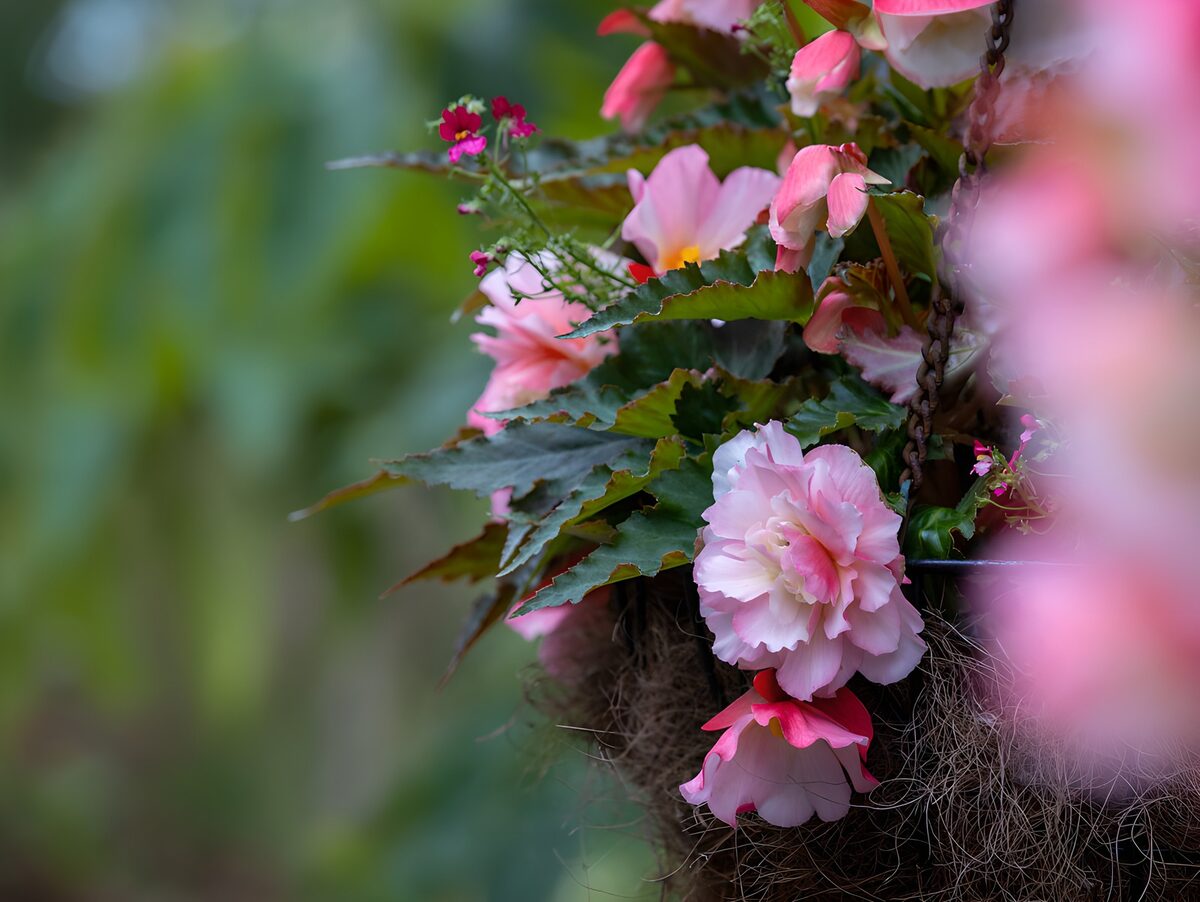 Rosa Begonien vor sanftem Grün