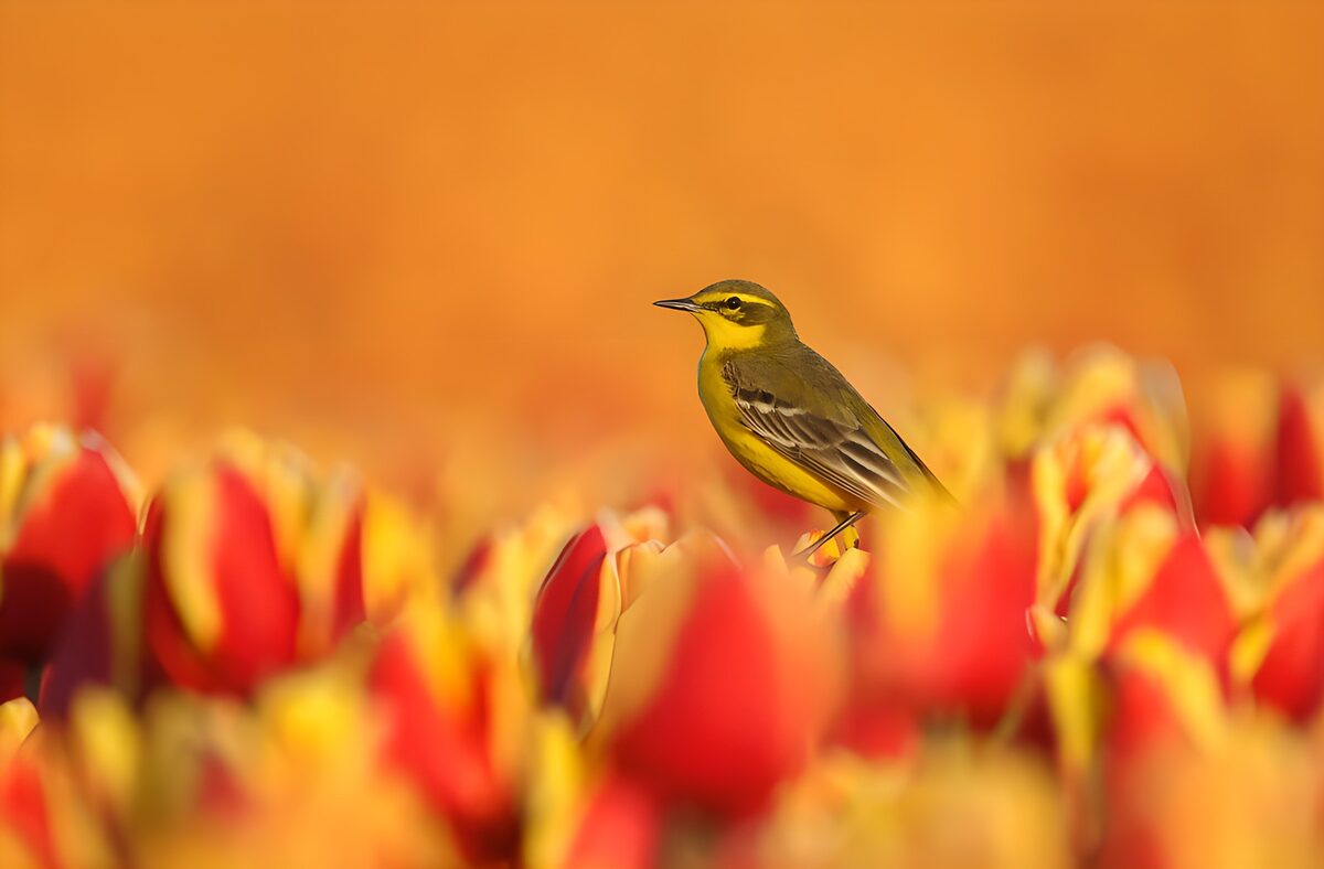 Schafstelze zwischen roten und gelben Tulpen